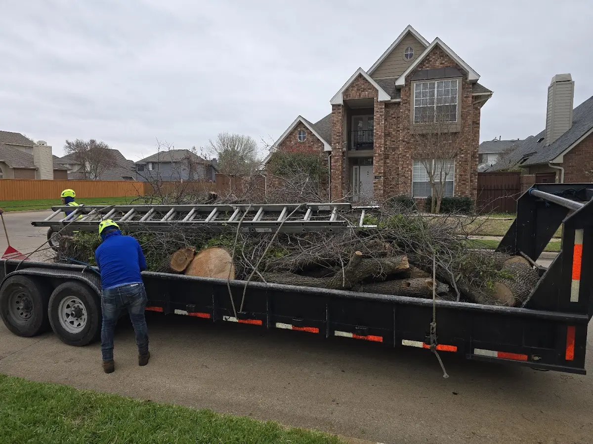 Expert Tree Removal with proper safety equipment in Bagdad